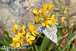 Himmelblauer Bläuling (Lysandra bellargus) an Grauem Greiskraut (Senecio incanus) (F224704) Himmelblauer Bläuling (Lysandra bellargus) an Grauem Greiskraut (Senecio incanus) (F224704)
