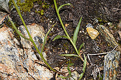 Scheuchzers Glockenblume (Campanula scheuchzeri) (F224707) Scheuchzers Glockenblume (Campanula scheuchzeri) (F224707)