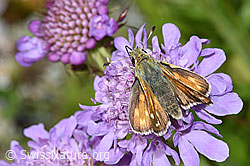 F224711: Weissfleckiger Kommafalter (Hesperia comma) auf Glänzender Skabiose (Scabiosa lucida)
