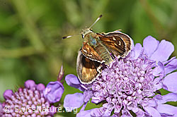 F224712: Weissfleckiger Kommafalter (Hesperia comma) auf Glänzender Skabiose (Scabiosa lucida)