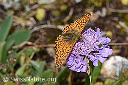 Foto: Ähnlicher Perlmuttfalter (Boloria napaea) auf Glänzender Skabiose (Scabiosa lucida)