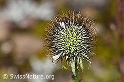 F224722: Glänzende Skabiose (Scabiosa lucida)