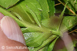 F224725: Glänzende Skabiose (Scabiosa lucida)