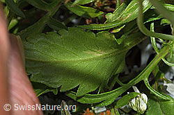 F224728: Glänzende Skabiose (Scabiosa lucida)