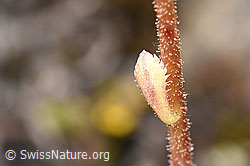 F224740: Trauben-Steinbrech (Saxifraga paniculata)
