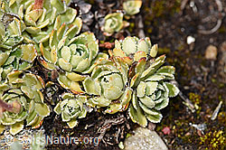 F224741: Trauben-Steinbrech (Saxifraga paniculata)