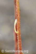 F224742: Trauben-Steinbrech (Saxifraga paniculata)