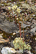 F224744: Trauben-Steinbrech (Saxifraga paniculata)