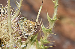 Weissfleckiger Kommafalter (Hesperia comma) auf Alpen-Kratzdistel (Cirsium spinosissimum) (F224762) Weissfleckiger Kommafalter (Hesperia comma) auf Alpen-Kratzdistel (Cirsium spinosissimum) (F224762)