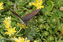 Foto: Schweizer Schillernder Mohrenfalter (Erebia tyndarus) an Bewimpertem Steinbrech (Saxifraga aizoides)