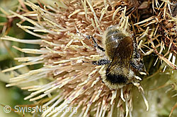 Foto: Berghummel (Bombus mesomelas) auf Alpen-Kratzdistel (Cirsium spinosissimum)
