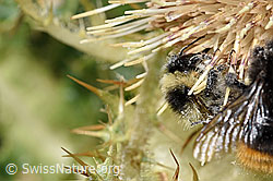 Foto: Berghummel (Bombus mesomelas) auf Alpen-Kratzdistel (Cirsium spinosissimum)