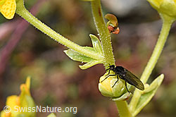 Foto: Tanzfliege der Gattung Hilara auf Bewimpertem Steinbrech (Saxifraga aizoides)