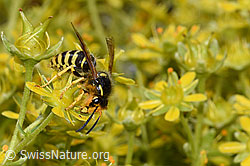 Waldwespe (Dolichovespula sylvestris)