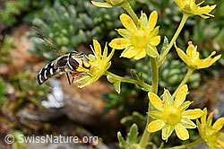 Foto: Späte Grossstirnschwebfliege (Scaeva pyrastri) auf Bewimpertem Steinbrech (Saxifraga aizoides)
