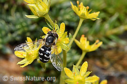 Foto: Späte Grossstirnschwebfliege (Scaeva pyrastri) auf Bewimpertem Steinbrech (Saxifraga aizoides)