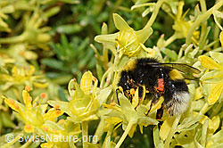 Hellgelbe Erdhummel (Bombus lucorum) an Besenheide (Calluna vulgaris)