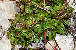 F224856: Sternblütiger Steinbrech (Saxifraga stellaris)