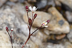 F224857: Sternblütiger Steinbrech (Saxifraga stellaris)