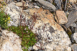 F224859: Sternblütiger Steinbrech (Saxifraga stellaris)