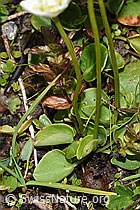 Foto: Sumpf-Herzblatt (Parnassia palustris)