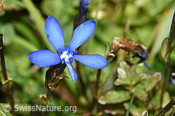 Bayrischer Enzian (Gentiana bavarica) (F224874) Bayrischer Enzian (Gentiana bavarica) (F224874)