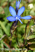 Bayrischer Enzian (Gentiana bavarica) (F224876) Bayrischer Enzian (Gentiana bavarica) (F224876)