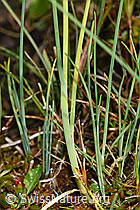 Schnittlauch (Allium schoenoprasum) (F230129)