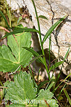 F230170: Scheuchzers Glockenblume (Campanula scheuchzeri)