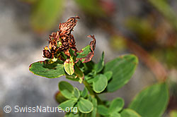Geflecktes Johanniskraut (Hypericum maculatum) (29.08.2022, F230181)