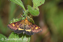 Goldzünsler (Pyrausta aurata) (F230459)