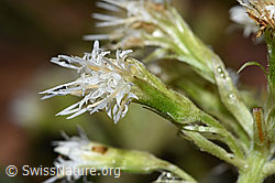 Foto: Weisse Pestwurz (Petasites albus)