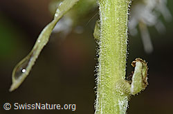 Foto: Weisse Pestwurz (Petasites albus)