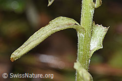 Foto: Weisse Pestwurz (Petasites albus)