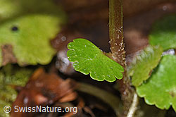 Wechselblättriges Milzkraut (Chrysosplenium alternifolium) (F238270) Wechselblättriges Milzkraut (Chrysosplenium alternifolium) (F238270)
