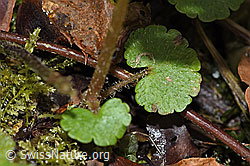 Wechselblättriges Milzkraut (Chrysosplenium alternifolium) (F238271) Wechselblättriges Milzkraut (Chrysosplenium alternifolium) (F238271)