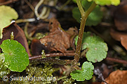 Wechselblättriges Milzkraut (Chrysosplenium alternifolium) (F238272) Wechselblättriges Milzkraut (Chrysosplenium alternifolium) (F238272)