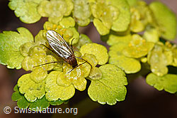 Pilzmücke der Gattung Mycetophila auf Wechselblättrigem Milzkraut (Chrysosplenium alternifolium) (F238282) Pilzmücke der Gattung Mycetophila auf Wechselblättrigem Milzkraut (Chrysosplenium alternifolium) (F238282)