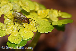 Pilzmücke der Gattung Mycetophila auf Wechselblättrigem Milzkraut (Chrysosplenium alternifolium) (F238284) Pilzmücke der Gattung Mycetophila auf Wechselblättrigem Milzkraut (Chrysosplenium alternifolium) (F238284)