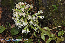 Foto: Weisse Pestwurz (Petasites albus)