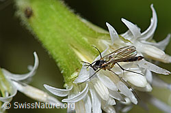 Pilzmücke der Gattung Exechia auf Weisser Pestwurz (Petasites albus)
