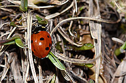 Siebenpunkt-Marienkäfer (Coccinella septempunctata) (F241673) Siebenpunkt-Marienkäfer (Coccinella septempunctata) (F241673)