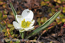 F241678: Pyrenäen-Hahnenfuss (Ranunculus kuepferi)