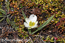 F241680: Pyrenäen-Hahnenfuss (Ranunculus kuepferi)