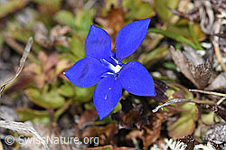 F241706: Schleichers Enzian (Gentiana schleicheri)