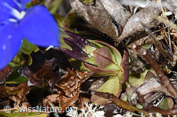 F241707: Schleichers Enzian (Gentiana schleicheri)
