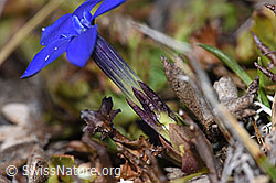 F241709: Schleichers Enzian (Gentiana schleicheri)