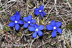 F241749: Schleichers Enzian (Gentiana schleicheri)