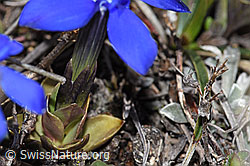 F241751: Schleichers Enzian (Gentiana schleicheri)
