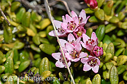 F241758: Alpenazalee (Loiseleuria procumbens)